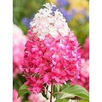 You Garden Hydrangea Paniculata Red Velvet (3 X 12Cm Pots)