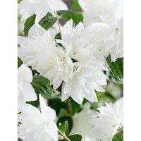 You Garden Philadelphus 'Pearls Of Perfume' - 3 X 9Cm Pots