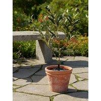 Streetwize Solar Olive Tree Lights
