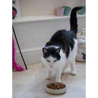 Mason Cash Colour Mix Cream Set Of 2 Cat Saucers 13Cm