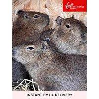 Virgin Experience Days Millets Wildside Capybara Encounter For Two, Oxfordshire