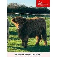 Virgin Experience Days Meet And Greet A Highland Cow, Somerset