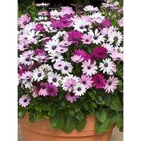 You Garden Osteospermum Akila Berries & Cream (12 Plug Plants)