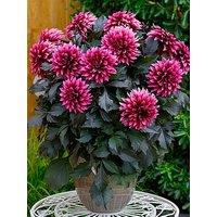 You Garden Dahlia Velvet Crush (12 Plug Plants)