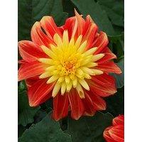 You Garden Dahlia 'Dalina Maxi Fireball' (12 Plug Plants)