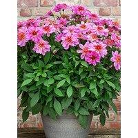 You Garden Dahlia Dalina Maxi Starburst Pink (12 Plug Plants)