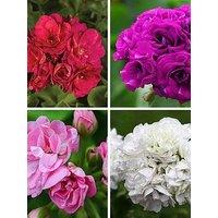 You Garden Geranium Rosebud Collection (12 Plug Plants)