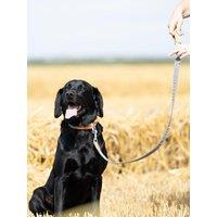 Lords and Labradors 