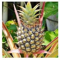 You Garden Pineapple Plant (12Cm Pot)