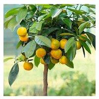 You Garden Citrus Calamondin ( 22Cm Pot)