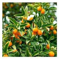 You Garden Citrus Kumquat (22Cm Pot)