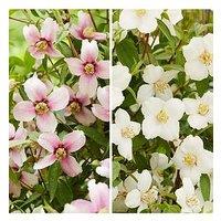 You Garden Philadelphus Petite Perfume - White & Pink (3 X 9Cm Pots)