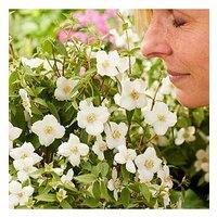 You Garden Philadelphus Petite Perfume - White (3L Pot)