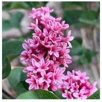 You Garden Syringa Meyeri Little Rosie Standard (90Cm)