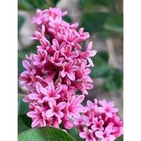 You Garden Pair Of Syringa Meyeri Little Rosie Standards (90Cm)