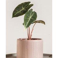 You Garden Pink Elephant Ear - Alocasia 'Pink Dragon' (12Cm Pot)