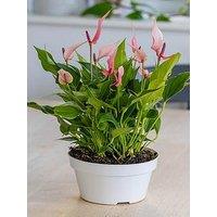 You Garden Flamingo Flower - Anthurium Lilli (17Cm Bowl)
