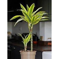 You Garden Dracaena Deremensis Lemon & Lime 2 Stem 17Cm