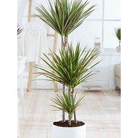You Garden Dracaena Marginata Bicolor 3 Stem 24Cm