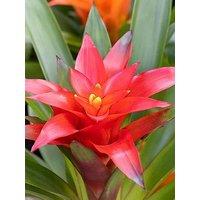 You Garden Guzzmania Red (Ostara) 12Cm