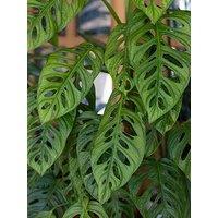 You Garden Monstera Adansonii Moss Pole 19Cm