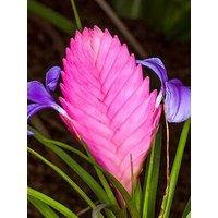 You Garden Tillandsia Cyanea Vincent 9Cm