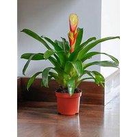 You Garden Vreisea Electric 9Cm