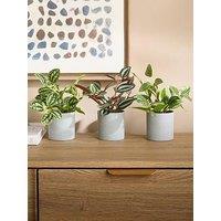 The Very Collection Set Of 3 Mini Trailing Plants In Grey Pots