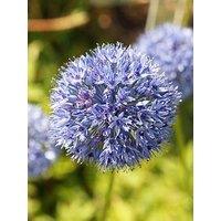You Garden Allium Caeruleum (Azureum) - 30 Bulbs