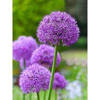 You Garden Allium Gladiator - 3 Bulbs