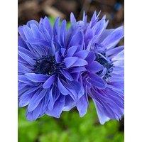 You Garden Anemone Lord Lieutenant - 50 Bulbs