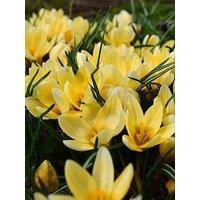 You Garden Crocus Cream Beauty - 30 Bulbs