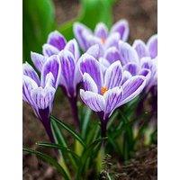 You Garden Crocus King Of The Striped - 25 Bulbs
