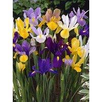 You Garden Dutch Iris Mixed - 50 Bulbs