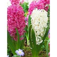 You Garden Hyacinth Pretty In Pink - 10 Bulbs