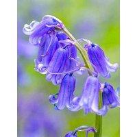 You Garden Hyacinthoides Non Scripta - 20 Bulbs
