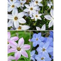 You Garden Ipheion Mixed - 100 Bulbs