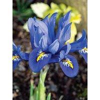 You Garden Iris Reticulata Harmony - 25 Bulbs
