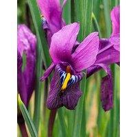 You Garden Iris Reticulata Purple Hill - 25 Bulbs