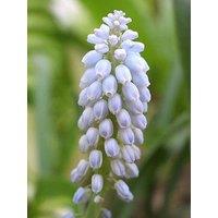 You Garden Muscari Baby'S Breath - 30 Bulbs