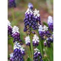 You Garden Muscari Grape Ice - 15 Bulbs