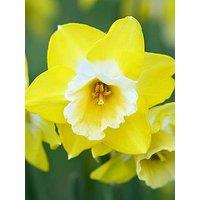 You Garden Narcissus Hunters Sunrise - 12 Bulbs