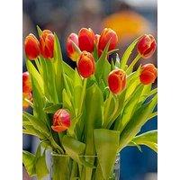 You Garden Tulip Queensday - 10 Bulbs