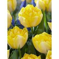 You Garden Tulip Secret Perfume - 15 Bulbs