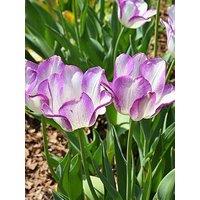 You Garden Tulip Shirley - 10 Bulbs