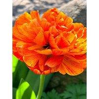 You Garden Tulip Sunlover - 15 Bulbs