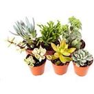 Indoor Succulents Mix 6 Types In Mini 5.5Cm Plants