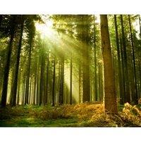Origin Murals Spruce Forest Evergreen Wall Mural - 3 x 2.4m