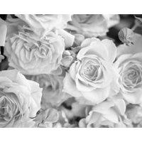Origin Murals Petals Dove Grey Wall Mural - 3 x 2.4m