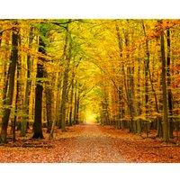 Origin Murals Autumn Forest Orange Wall Mural - 3 x 2.4m